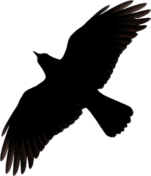 Soaring_ Bird_ Silhouette PNG image