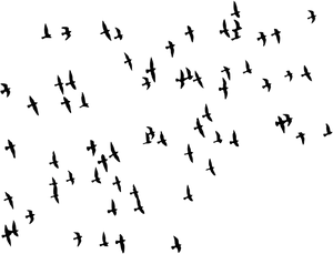 Soaring Birds Silhouettes PNG