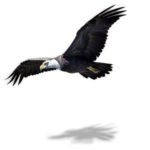 Soaring Condor PNG 06122024 PNG