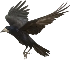 Soaring Crowin Flight