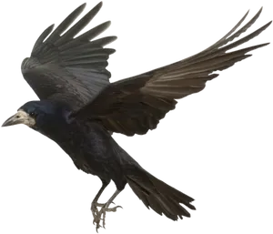 Soaring Crowin Flight