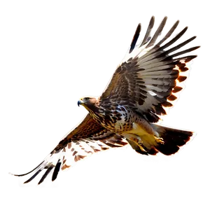 Soaring Hawk PNG 05062024