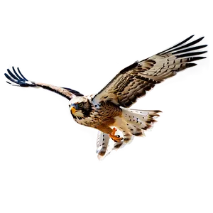 Soaring Hawk PNG 10