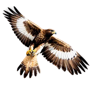 Soaring Hawk PNG 12