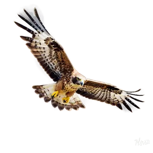 Soaring Hawk PNG Pbk
