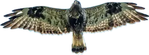 Soaring Hawk Spread Wings