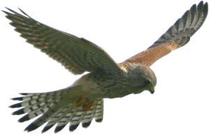 Soaring Hawkin Flight.png PNG image