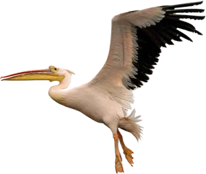 Soaring Pelican Transparent Background PNG image