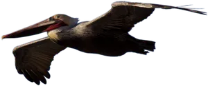 Soaring Pelicanin Darkness PNG image