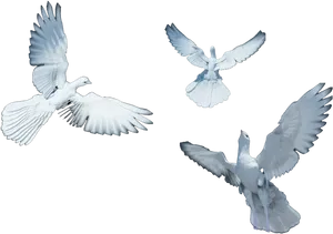 Soaring Pigeons Graceful Flight PNG image