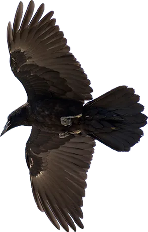 Soaring Ravenin Flight