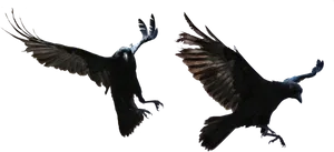 Soaring Ravensin Flight