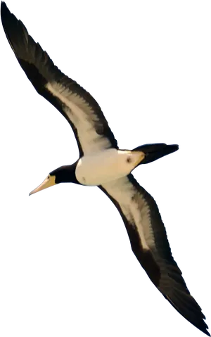Soaring Seabirdin Flight PNG image