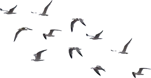 Soaring Seabirds Silhouettes PNG image