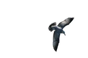 Soaring Seagull Against Dark Background.jpg PNG image