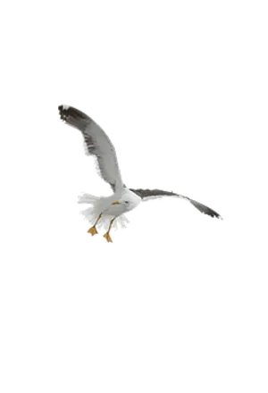 Soaring Seagull Black Background PNG image