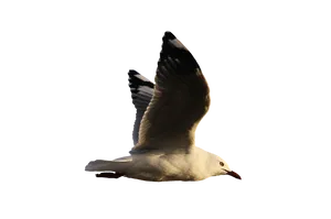 Soaring Seagull Graceful Flight.png PNG image