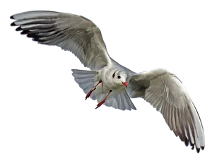 Soaring Seagull Transparent Background PNG image