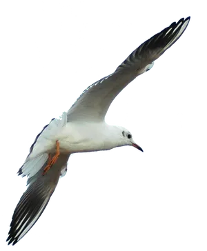 Soaring Seagull Transparent Background PNG image