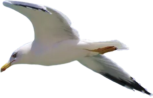 Soaring Seagullin Flight.png PNG image