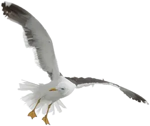 Soaring Seagullin Flight PNG image