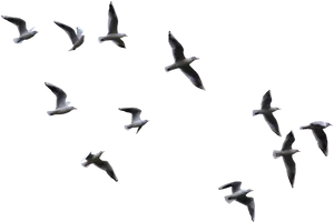 Soaring_ Seagulls_ Aerial_ View.jpg PNG image