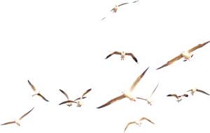 Soaring Seagulls Aerial View PNG