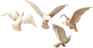 Soaring Seagulls Transparent Background PNG image