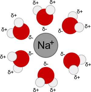 Sodium Ionand Water Molecules PNG