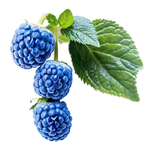 Soft Blue Raspberry PNG 43