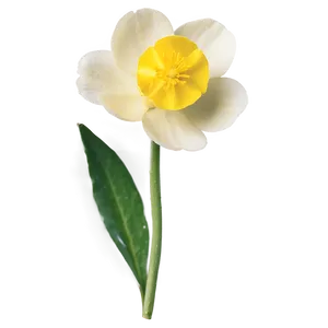Soft Buttercup PNG 06252024