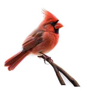 Soft Cardinal Art PNG 05242024 PNG