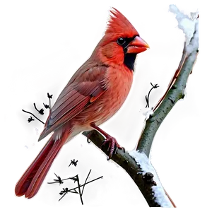 Soft Cardinal Art PNG 05242024 PNG