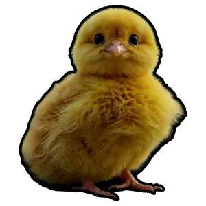 Soft Chick PNG 10 PNG