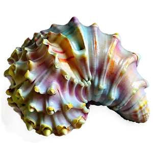 Soft Colored Conch Shell PNG 06132024
