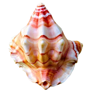 Soft Colored Conch Shell PNG 06132024 PNG