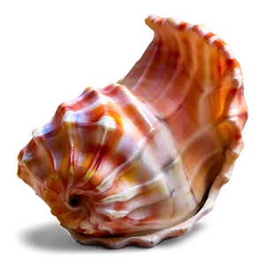 Soft Colored Conch Shell PNG 97 PNG