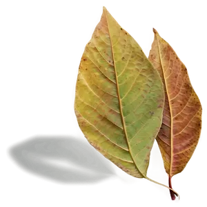 Soft Edge Fall Leaf Png Tsi50 PNG image