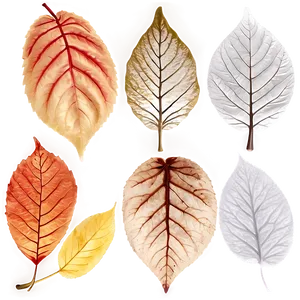 Soft Focus Fallen Leaves PNG 06292024 PNG