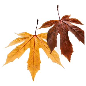 Soft Focus Fallen Leaves PNG 06292024