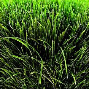 Soft Green Grass Texture PNG Mst