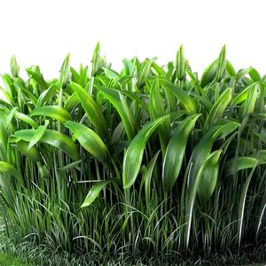 Soft Green Grass Texture PNG Utv15 PNG