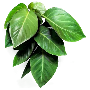 Soft Green Leaves PNG 06252024