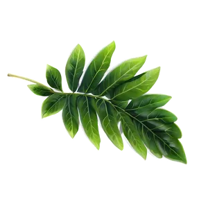 Soft Green Leaves PNG 13 PNG