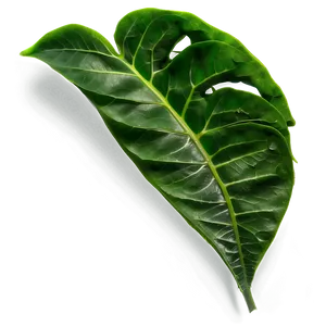Soft Green Leaves PNG 22
