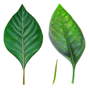 Soft Green Leaves Png 26 PNG image