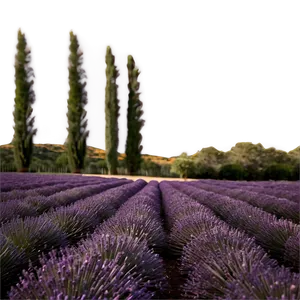Soft Lavender Field PNG 06132024 PNG