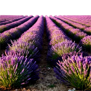 Soft Lavender Field PNG 82 PNG