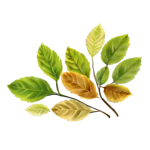 Soft Leaves PNG 05042024