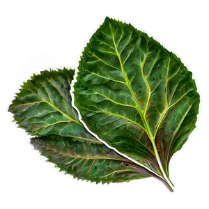 Soft Leaves PNG Hqx64